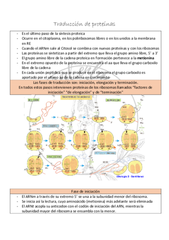 Traduccion-de-proteinas.pdf