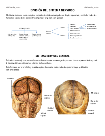 Division-del-sistema-nervioso.pdf