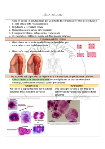 Ciclo-celular.pdf