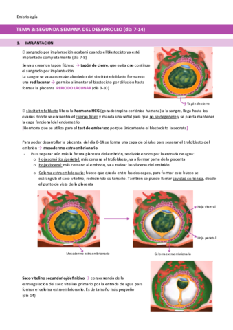 TEMA-3-Segunda-semana-del-desarrollo.pdf