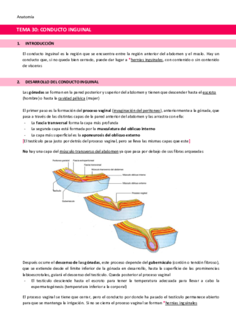 TEMA-30-Conducto-inguinal.pdf