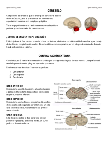Cerebelo.pdf