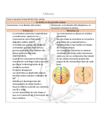Mitosis.pdf