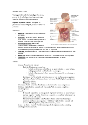 APARATO-DIGESTIVO-Y-ENDOCRINO.pdf