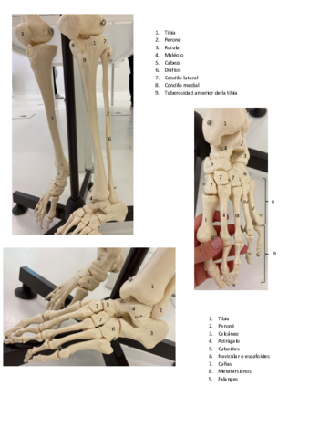 2-ESQUELETO-Y-MUSCULOS.pdf