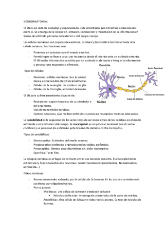 NEUROANATOMIA.pdf