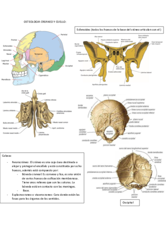 OSTEOLOGIA.pdf