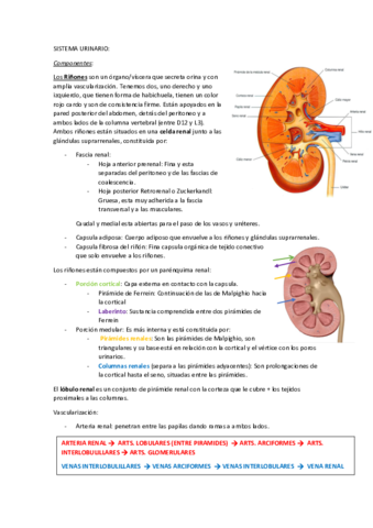 SISTEMA-URINARIO.pdf