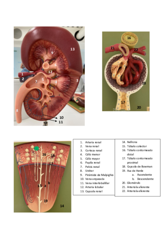 LOCALIZACION-ESTRUCTURAS.pdf