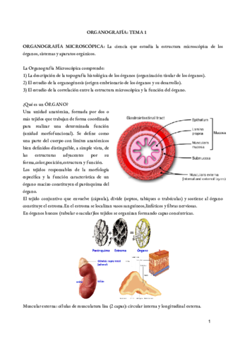 Organografia.pdf