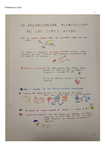 A-colorLos-tejidos1oBachiller.pdf