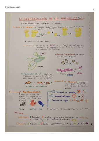 A-colorReproduccion-animal1oBachiller.pdf