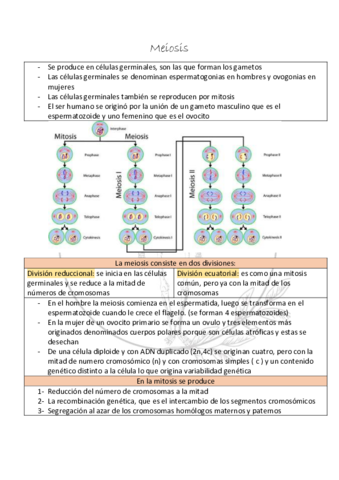 Meiosis.pdf