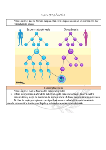 Gametogenesis.pdf