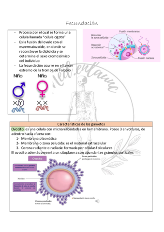 Fecundacion.pdf