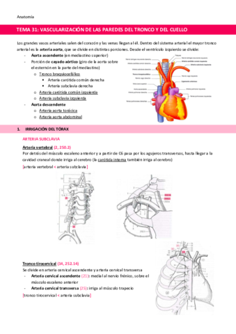 TEMA-31-Vascularizacion-de-las-paredes-del-tronco-y-del-cuello.pdf