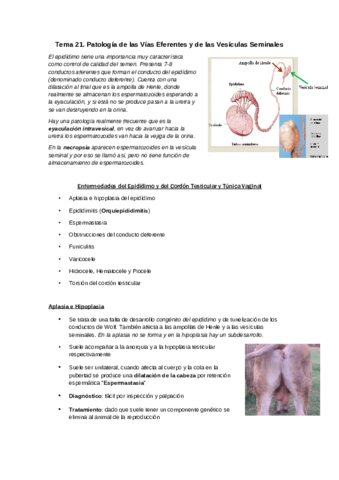 Tema-21-Patologia-de-las-Vias-Eferentes-y-Vesiculas-Seminales.pdf