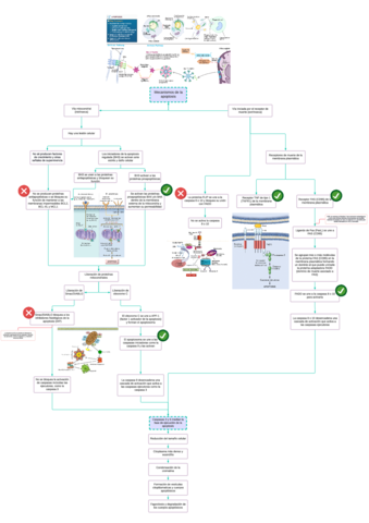 Mecanismos-de-la-apoptosis.pdf