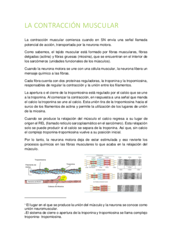 LA-CONTRACCION-MUSCULAR.pdf
