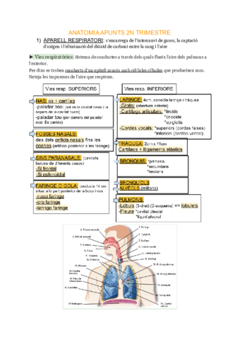 ANATOMIA-APUNTS-2N-TRIMESTRE.pdf
