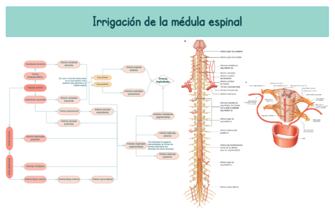 Irrigacion-de-la-medula-espinal.pdf