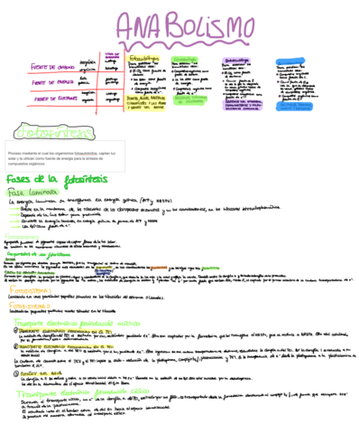 Anabolismo.pdf