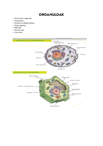 ZELULA-Documentos-de-Google.pdf