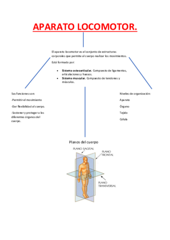 Mapa-conceptual-ap-locomotor.pdf