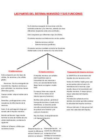 Mapa-conceptual-Sistema-Nervioso.pdf