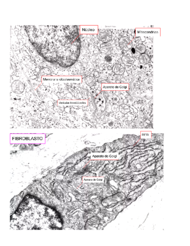Practicas-2-Biologia-1.pdf