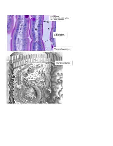 Practicas-Biologia-1.pdf