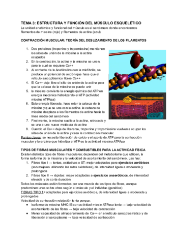 TEMA-3-ESTRUCTURA-Y-FUNCION-DEL-MUSCULO-ESQUELETICO.pdf