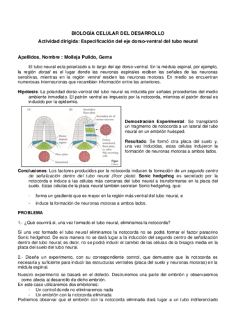 AD-Notocorda-2021-7.pdf