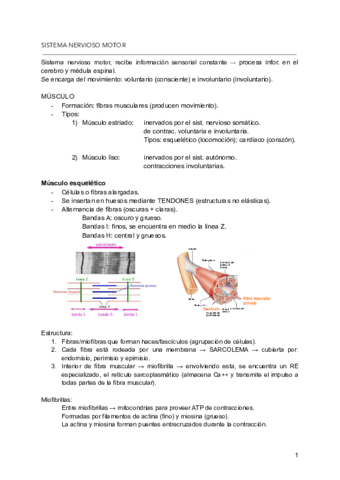 SISTEMA-NERVIOSO-MOTOR.pdf