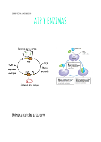 Intro al metabolismo atp y enzimas.pdf