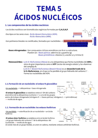 apuntes-acidos-nucleicos.pdf