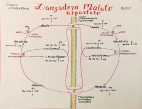 Lanzadera-malato-aspartaro.pdf