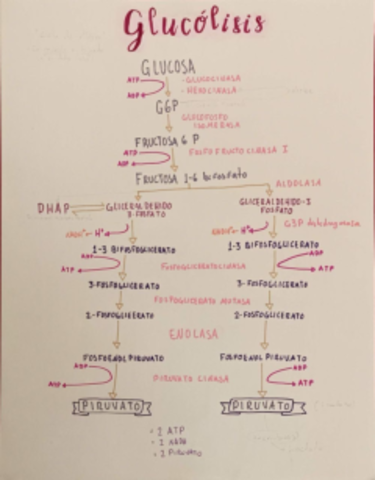 Glucolisis.pdf