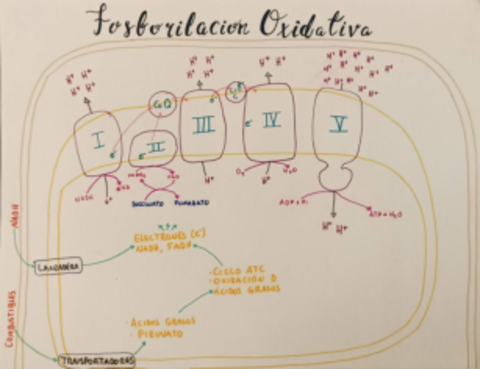 Fosforilacion-oxidativa.pdf