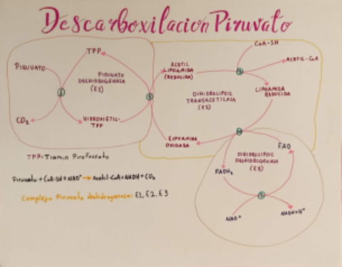 Descarboxilacion-del-piruvato.pdf