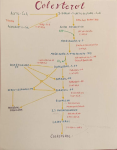 Ciclo-del-colesterol.pdf