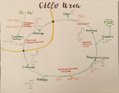 Ciclo-de-la-urea.pdf