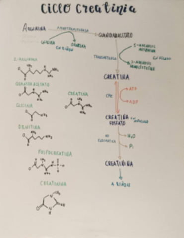 Ciclo-de-Creatina.pdf