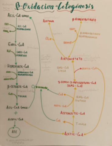 Beta-oxidacion-Cetogenesis.pdf