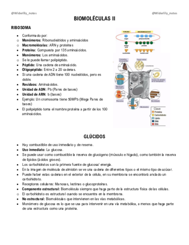 Biomoleculas-II.pdf