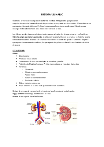 SISTEMA-URINARIO-Y-SUS-PATOLOGIAS.pdf