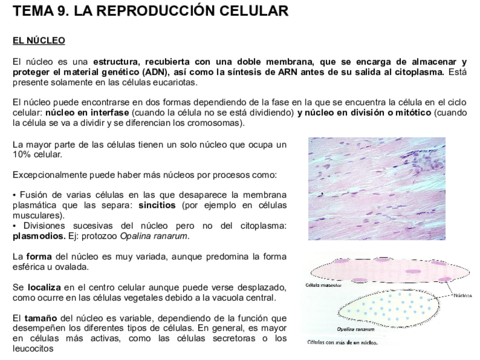 Tema-9-bio-2-bach.pdf