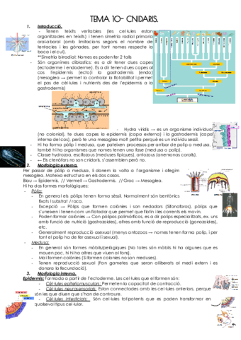 TEMA-10-CNIDARIS.pdf