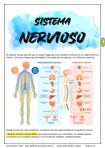 HISTO-Sistema-Nervioso-y-los-4-basicos.pdf