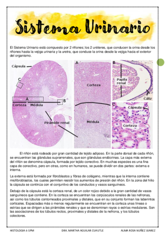 SISTEMA-URINARIO-Y-CARDIOVASCULAR.pdf